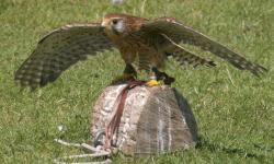 Falconry and Birds of Prey Experiences